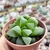 HAWORTHIA RETUSA (PT 9) - loja online