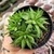 HAWORTHIA MARUMIANA VAR. BATESIANA (PT 9) - comprar online