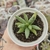 ADROMISCHUS FILICAULIUS GREEN (PT 9) - comprar online