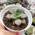 Graptoveria Araluen Gem (PT 9) - loja online