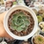 ECHEVERIA PURPLE CHARLOTE (PT9) - comprar online