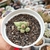 ADROMISCHUS MARIANIAE HERREI (PT 9) - comprar online