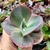 ECHEVERIA GIBB. ELETRIC GLOW (PT 9) na internet