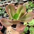 ECHEVERIA GIBBIFLORA HIBRIDA (PT 9) - comprar online