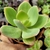 ECHEVERIA HAKUHOU (PT 9) - comprar online