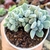 ECHEVERIA PULVINATA FROSTY CRISTATA (PT 9) - comprar online