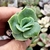 GRAPTOVERIA LOVELY ROSE (PLUG)