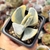 COTYLEDON UNDULATA VARIEGATA (PT 9)