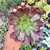 Aeonium arboreum velour Pote 9 - comprar online