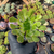 Aeonium arboreum ssp. holochrysum Pote 9 na internet