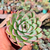 Echeveria apus Pote 9 na internet