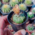 Astrophytum asterias Pote 6 Ref.10 - comprar online