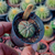 Astrophytum asterias Pote 6 Ref.3 na internet