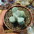 Cotyledon orbiculata var. oophylla Pote 9 - comprar online