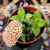 Crassula springtime Pote 9 - comprar online