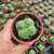 Crassula hemisphaerica Pote 9