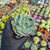 Echeveria amistar Pote 9 - comprar online