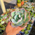 Echeveria sahara Pote 9 na internet