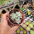 Baby finger - Pachyphytum machucae Pote 9 - comprar online