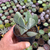 Kalanchoe orbiculata Pote 9 - comprar online