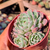 Echeveria lara Pote 9 - comprar online