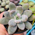 Pachyphytum (roxo) sem id Pote 9