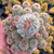 Echinopsis chamaelobivia Pote 9