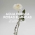 Agua Fresca de Rosas Blancas Adolfo Dominguez EDT Fem 120ml - Lord Perfumaria