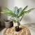 Planta Palmera Areca 110cm - comprar online