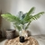 Planta Palmera Areca 110cm en internet