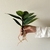 Ficus con Raiz 30cm - comprar online