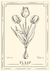 Tulipanes