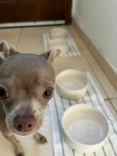 Comedero de cerámica - Tito’s Tienda de Mascotas 