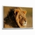 Quadro Decorativo Leão - Lion Strong - Visual Quadros