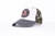 GORRA TKSN STAR (GR7) / TGOR-00029