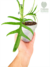 Philodendron tortum - comprar online