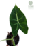 Alocasia 'Frydek' P - comprar online