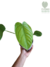 Philodendron tenue M na internet