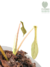 Philodendron x joepii P na internet