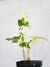 Syngonium 'Albo-variegatum' - comprar online