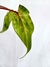 Philodendron gloriosum 'Snow Leopard' (variegato) - comprar online