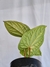 Anthurium 'Sirih' (Anthurium luxurians X Anthurium radicans) G na internet
