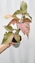 Syngonium 'Pink Spot' G - comprar online