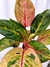 Aglaonema 'Green Papaya' - comprar online