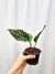 Aglaonema costatum 'Foxii' na internet