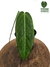 Anthurium warocqueanum 'Esmeralda' - comprar online