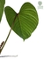 Philodendron ornatum G na internet