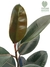 Ficus elastica 'Burgundy' - comprar online