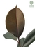 Ficus elastica 'Burgundy' na internet