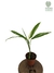 Maranta arundinaceae 'variegata' - comprar online